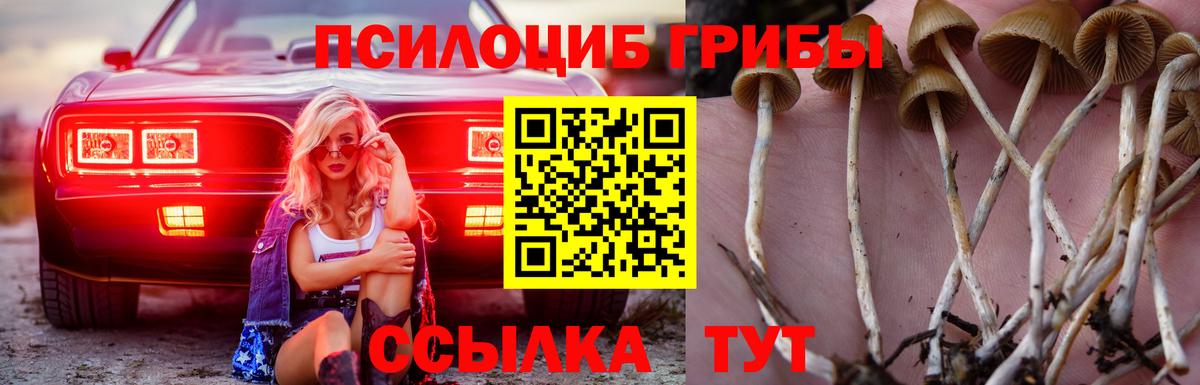 Псилоцибиновые грибы Psilocybine cubensis Казань